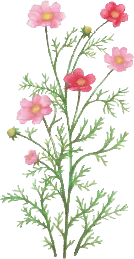 blume