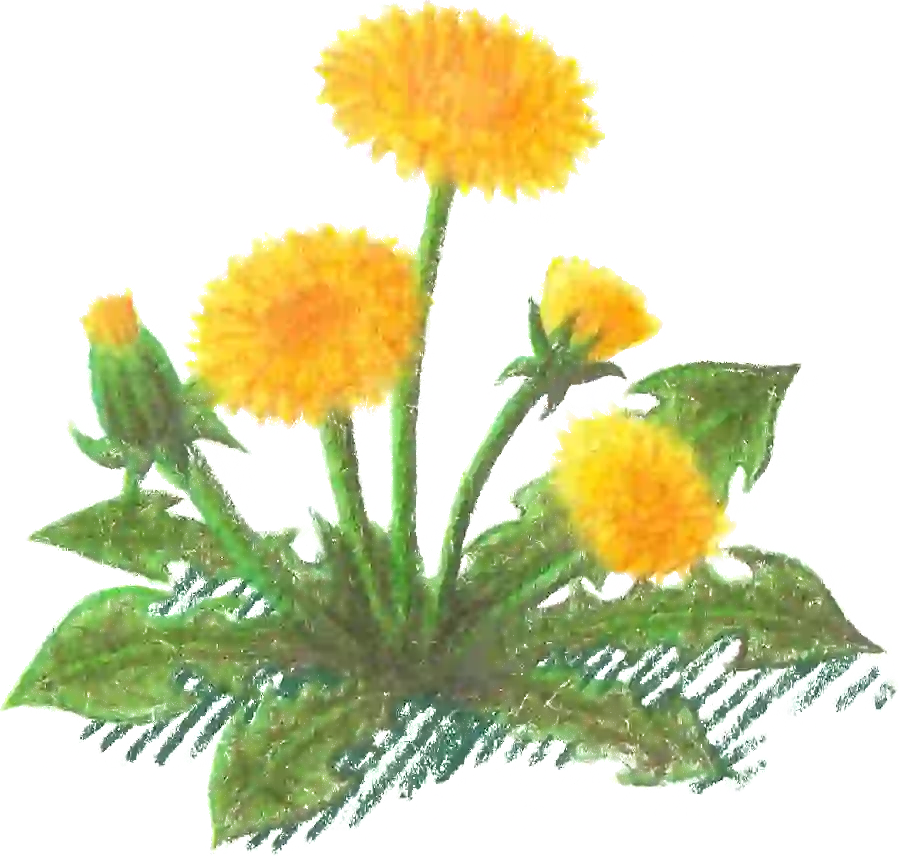 blume_gelb