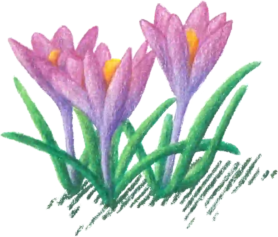 blume_lila