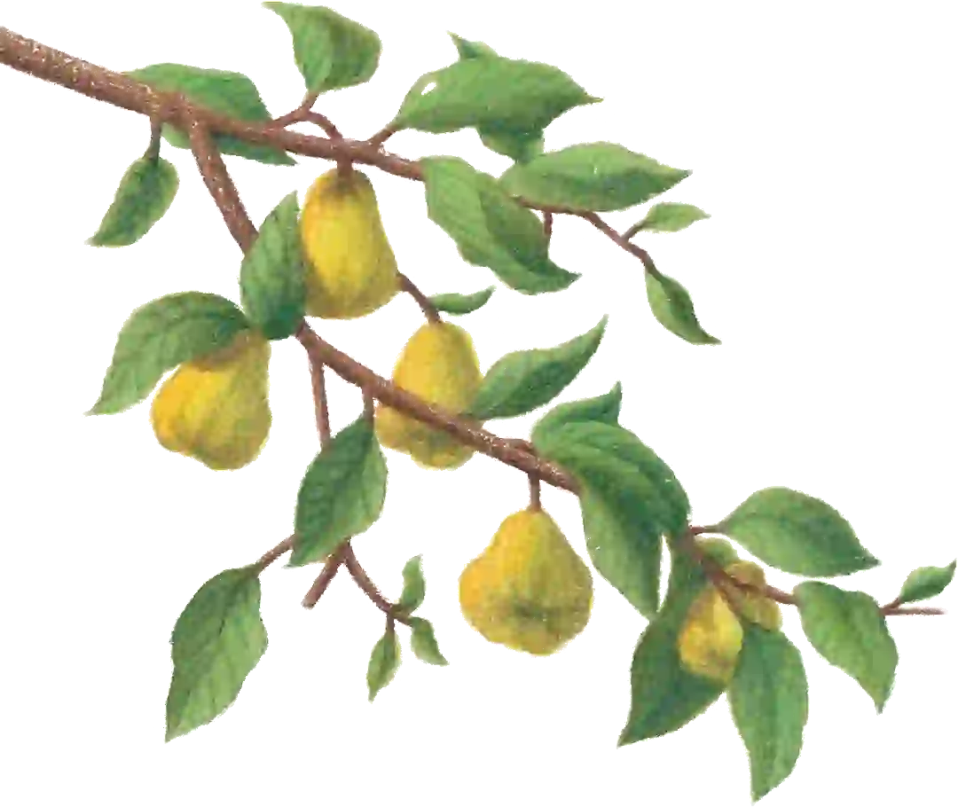 quittenast